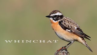 Bird sounds Whinchat chirping in spring [upl. by Mulloy801]