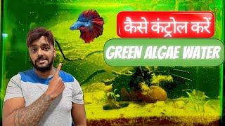 Aquarium Green Algae Water Cure । एक्वेरियम की अगले कैसे साफ़ करें [upl. by Einwat]