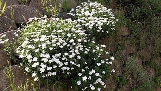 Iberis Sempervirens medicinal plant [upl. by Gawlas]