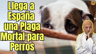 🆘 LLEGA A ESPAÑA UNA PLAGA MORTAL PARA PERROS 🆘 [upl. by Ahseined]