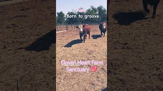 Follow Faith and the Cloven Heart Kiddos 💓 support sanctuary animals fy fyp farmlife texas [upl. by Ragucci387]