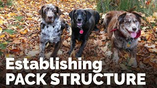 Establishing Pack Structure with the Family Dog [upl. by Apurk]