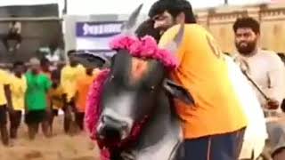 Karuppan Tamil Movie Making Scene in Jallikattu Background  Vijay Sethupathi [upl. by Risley]