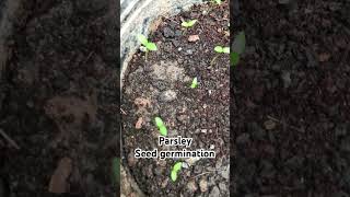 Parsley seedlinggerminatingseeds parsleyherbsshorts terracegardenkitchengarden nature seeds [upl. by Fadden]