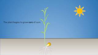 Animated corn growth with titles and music [upl. by Rokach]