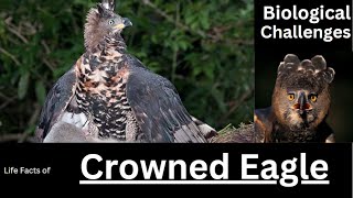 Crowned Eagle [upl. by Alic317]