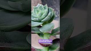 Echeveria elegans plant🪴  indoor plants  houseplants  nature trending plantsshorts aesthetic [upl. by Gurevich]