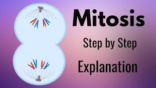 Mitosis Explained Step by Step with Animation [upl. by Nevets]