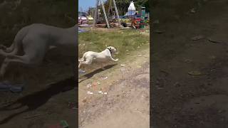 dogo argentino 😈Race Apachi bike 😱😱🏍️dog dogoargentino doglover viral vlog pets [upl. by Socha]