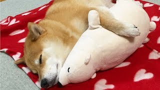 Funny Shiba Inu Compilation 2017  Best Funny Shiba Inu Videos Ever [upl. by Nieberg501]