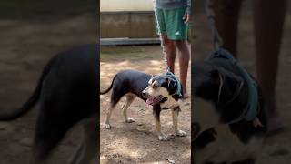 ഈ സുന്ദരിയെ ഫ്രീ ആയി വേണോ  Pit bull free adoption  pitbull dog free shorts [upl. by Huxham]