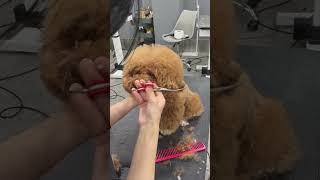 CAVAPOO CUITE NEW GROOMING FACELIFT 🙉🐶🐾groomed cavapoo pets puppy grooming cute [upl. by Attenoj]