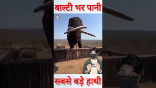 महज 4 सेकेंड में बाल्टी भर पानी पी गए गजराज shorts elephant [upl. by Ameerahs]