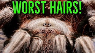 Top 10 Tarantulas w the WORST Urticating Hairs [upl. by Haney991]