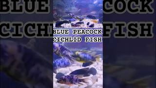 BLUE PEACOCK CICHLID FISHcichlidaquariumcichlidaquariumaquariumfishviralshortcomedyshorts [upl. by Lisab]