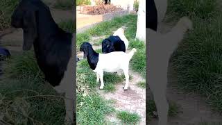 good enjoy short morning goats village life 157 [upl. by Myrna]