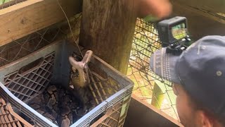 Capturamos culebra en NaranjitoSe puso agresivaSe comió un gallo Culebras en Puerto Rico 🐍🇵🇷 [upl. by Yniar]