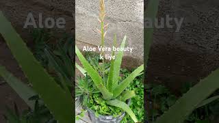 Aloe Vera Face Wash music spedup remix kpop funny best shortvideos viral shorts [upl. by Cr]