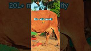 Top quality gir cow for sale 💫 mo6378121897 cow gircowdairyfarm dairyfarm animals gujarat [upl. by Allina]