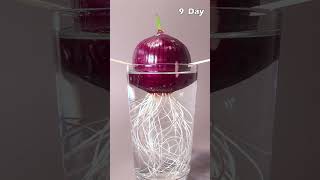 Red Onion  Time Lapse [upl. by Ahsuoj]