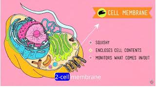 the cell [upl. by Rebliw110]