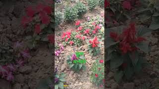 ফুল বাগানflower garden shorts flower youtubeshorts viral gardening Part 14 [upl. by Ahsilet939]