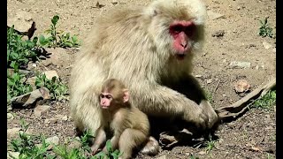 Baby monkey and mom [upl. by Ardnatal853]