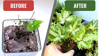 Bring Your Fern Back to LIFE with This One Trick [upl. by Natanoy]