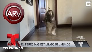 Así vive el perro más elegante del mundo  Al Rojo Vivo  Telemundo [upl. by Anival]