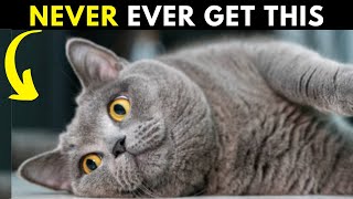 15 Reasons Why You Should NEVER EVER Adopt a British shorthair Cat [upl. by Yde]