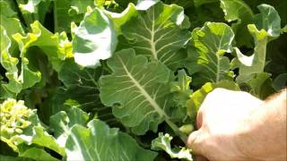 Collecting Collard Seeds Preventing Cross Pollination [upl. by Cid]