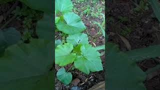 Butternut growth mytakeonhomeandgarden growsomethinggreen butternut gardening growgreen [upl. by Sokin]