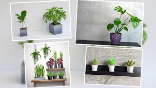 Indoor plants Ideas  Best Indoor plants Decorations  Money plants  New plants [upl. by Meir]