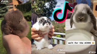 The CUTEST Bunnies on TikTok  Bunny COMPILATION [upl. by Nelrah]