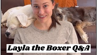 Layla the Boxer QampA Top 10 Follower Questions [upl. by Anahsahs]