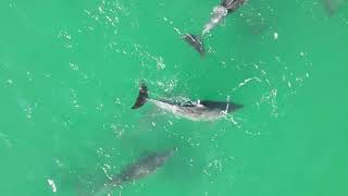 September Dolphins Beautiful creatures hunting is best from 1min 30 secs [upl. by Nabla]