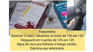 CINOMOSE TEM CURA SIM 12 DIAS DE TRATAMENTO VEJA OQUE FIZEMOS cinomose tratamentocinomose [upl. by Enair861]