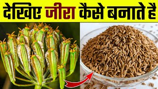 देखिए जीरा कैसे तैयार करते हैं । जीरे की खेती । भारत मे जीरे की खेती  Cumin farming  Cumin seed [upl. by Jenne]