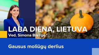 Gausus moliūgų derlius  Laba diena Lietuva  20241009 [upl. by Akehsal]