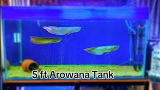 quotUltimate Guide to Setting Up a 5ft Arowana Tank  Complete Setup Tips and Tricksquot [upl. by Claudina913]