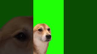 Chroma Key Videos Increíbles en Pantalla Verde  Perro moviendo la cabeza [upl. by Homans356]