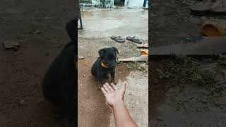 Beauceron puppy dog 🐕puppy rottweiler shepherd [upl. by Diana]