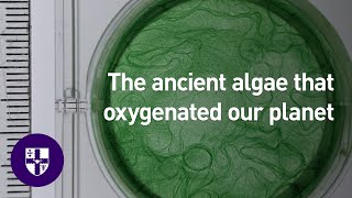 Scientists explain formation of ancient algae that oxygenated our planet [upl. by Pietra]