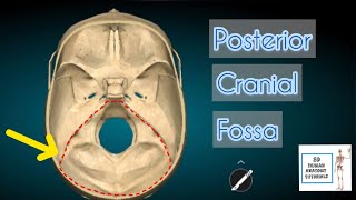 Posterior Cranial Fossa I Human Anatomy Tutorial [upl. by Dorkus334]