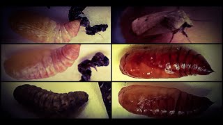 Lifecycle of a Large Yellow Underwing Moth Noctua pronuba Caterpillar time lapse Shorts [upl. by Coady]