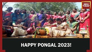 Tamil Nadu Celebrates Pongal 2023 All You Need To Know About The Four Days Of Pongal [upl. by Aiki]