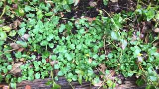 Should I worry about lesser celandine all over my garden￼ [upl. by Iatnohs]