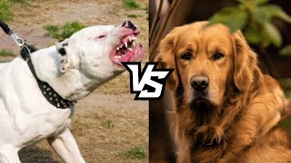 DOGO ARGENTINO VS GOLDEN RETRIEVER [upl. by Treiber]