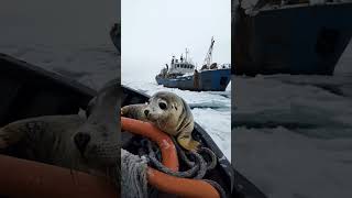 Adorable Baby Seal Plays with Fishermen BabySeal CuteSeal WildlifeMoments SealAndFishermen [upl. by Lan]