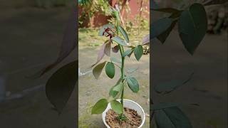 Trying to propagate rose plant from buds with alovera 😱🥰👌😍 youtubeviral seedling rosebuds [upl. by Croteau]